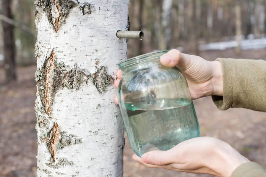 Birch Tree Sap Health Benefits Exploring Nature's Wellness Elixir